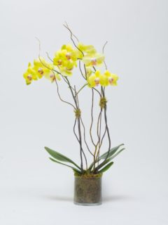 Double Stemmed potted orchid