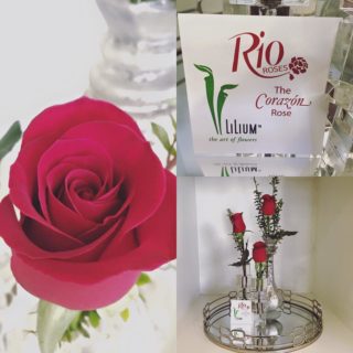 Corazon roses day 1