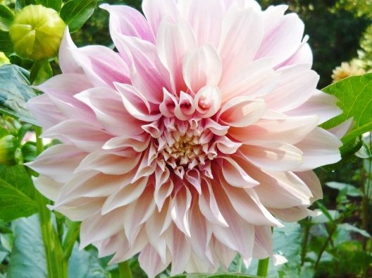 Spotlight on Dahlias: Get This Summer Standout While It’s Hot