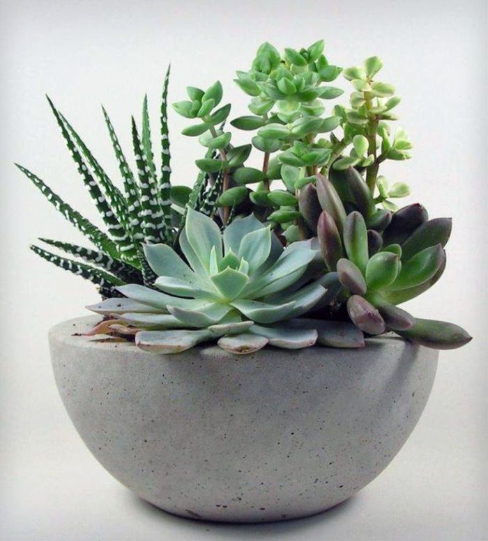 Succulents Offer High Impact and Low Maintenance Plant Options