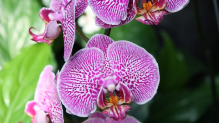 Understanding Orchids