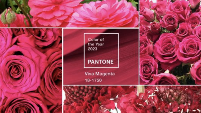Viva Magenta named 2023 Pantone Institute Color of the Year