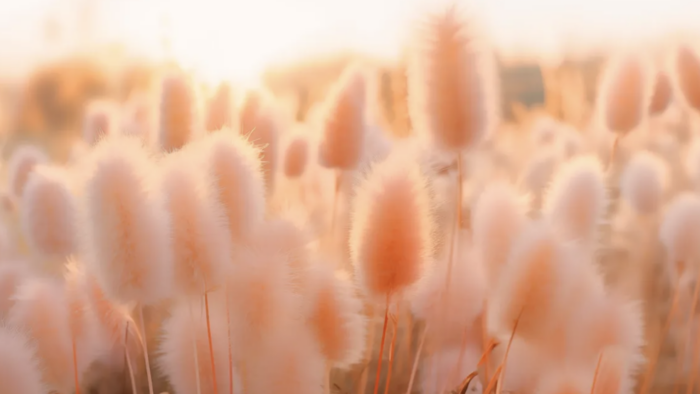 Pantone’s 2024 Color of the Year is Peach Perfect